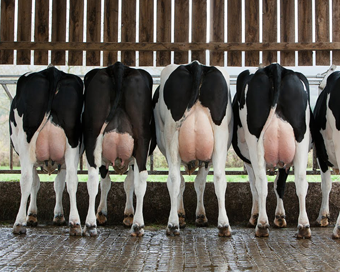 bonivo leite valendo essa